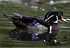 bou canard