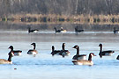 yam dec Cap oiseaux migrateurs