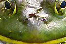 yam dec Grenouilles