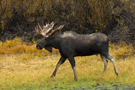 chasse_orignal_por.jpg