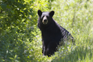 chasse_ours_por.jpg