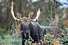 observation_faune_por.jpg