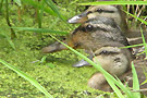 yam regard oiseaux