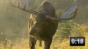 rf_chasse_orignal.jpg