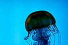 paq meduse