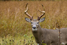 chasse_cerfvirginie_pod.jpg