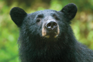 chasse_ours_pod.jpg