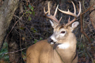 chasse_cerf_rim.jpg
