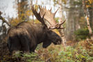 chasse_orignal_rim.jpg