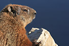 pla marmotte