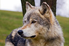 hgo_dec_loup.jpg