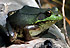 oka grenouille