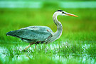 oka halte oiseaux