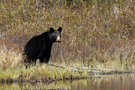 chasse_ours_lau.jpg