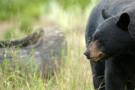 chasse_ours_lvy.jpg