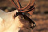 fonds caribou