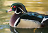 bou canards