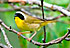 bou oiseau paruline