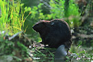Pta Observation Faune