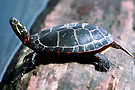 pla observation faune