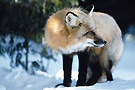 mot infonature hiver