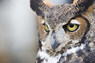 mot_chouettes