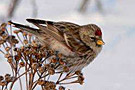 jac_act_dec_ornitho.jpg