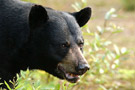 rf_chasse_ours