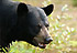 rf_chasse_ours_promo