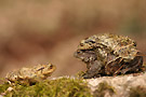 oka grenouille anoures