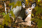 yam_dec_cerfs.jpg