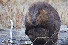 aig observation faune