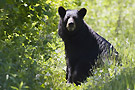 aig_dec_ours.jpg