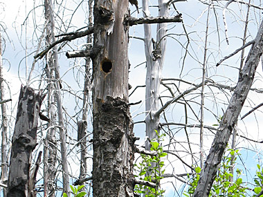 Arbre mort