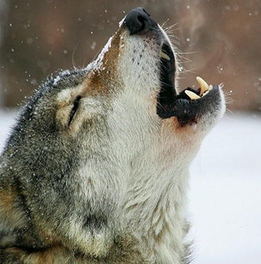 Le loup