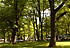 vol camping arbre