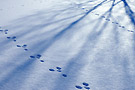 bic traces hiver