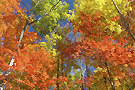 aig_dec_automne.jpg
