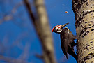 msb observation faune
