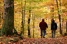 msb marche des forets