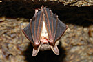 tem_dec_chauvesouris.jpg