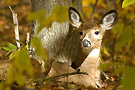 bou faune