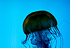 paq meduse promo