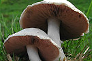 jac_dec_champignon.jpg