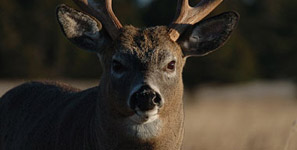 Observation de la faune