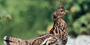 Chasse au petit gibier à la journée
