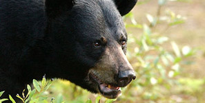 Chasse à l'ours noir