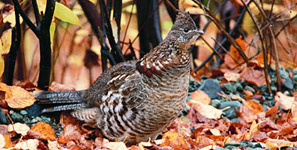 Chasse au petit gibier avec hébergement
