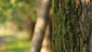 Été