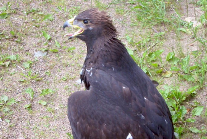 Aigle royal : vie de famille au nid, dans les Hautes-Alpes 